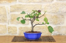 Bonsai di Fico (72)