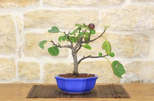 Bonsai fico - bonsai, di