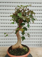 pre bonsai di Acer