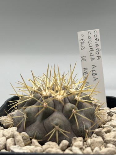 Copiapoa cinerea columna - cinerea, alba