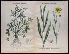 1875 - Incisione - Buttercup