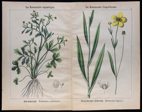 1875 incisione buttercup - 1875,