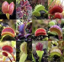 Dionaea muscipula cultivars - dionaea,