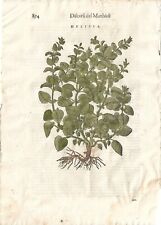 Stampa antica MATTIOLI