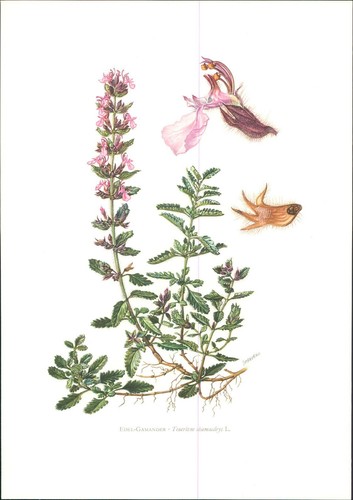 Stampa edel gamander - stampa., edel-gamander