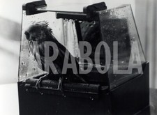 Foto vintage Animali, Uccelli