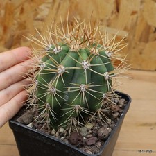 Triko cereus pasacana Vaso 10