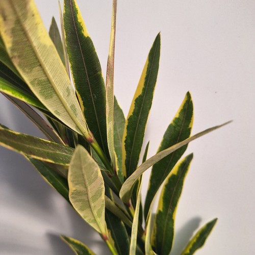 Nerium oleander variegata - oleander, 'variegata'