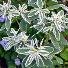 LATTE DI LUPO BORDO BIANCO