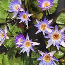 Nymphaea micrantha - Ninfea