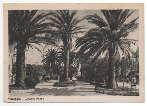 Viareggio giardini palme - -,