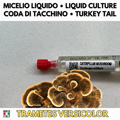 Cultura liquida turkey tail - liquida,