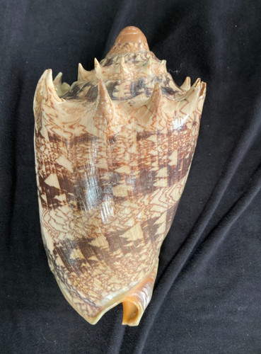 Volutidae cymbiola imperialis - cymbiola,
