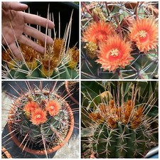 10 semi di Ferocactus rectispinus ,piante grasse,seed cactus 