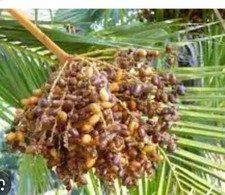 Pianta Di Palma Da Dattero Phoenix Dactilifera Piantina Di 25cm pianta di 2 anni