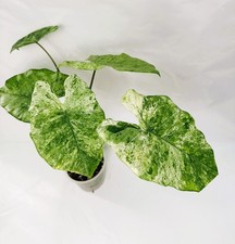 Alocasia Macrorrhiza Splash   3.11.39 EXACT PLANT XL