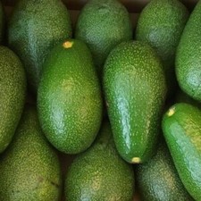 Pianta frutto tropicale - frutto,