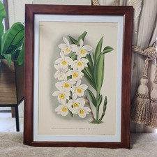 Antique 1888 Botanical