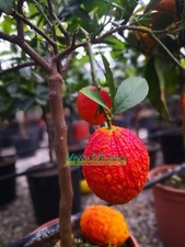 Pianta limone rosso - di,