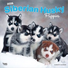 Siberian Husky Puppies |