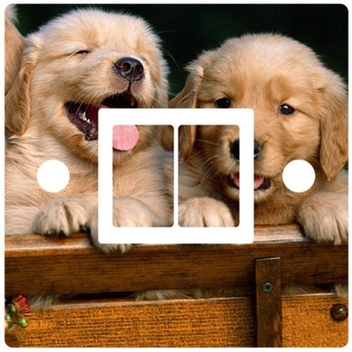 Labrador golden retriever - labrador,