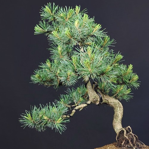 Bonsai pinus parviflora - pinus,