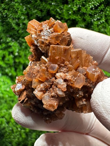 Splendido fiore aragonite - fiore, di