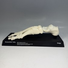 Scheletro modello anatomico