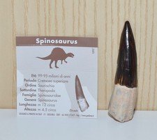 Dente Dinosauro Spinosaurus