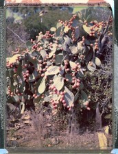 FujiFilm FP-100C45 CONSERVATO