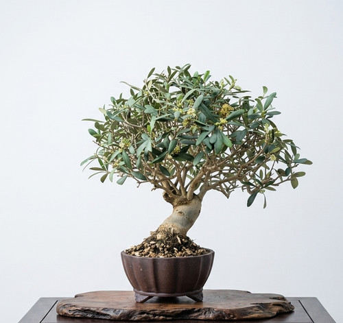 Bonsai olivo 1 - bonsai, di