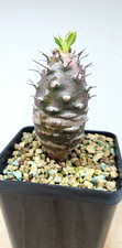 Euphorbia pachypodioides