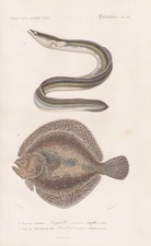 Anguilla Aale Steinbutt Pesci