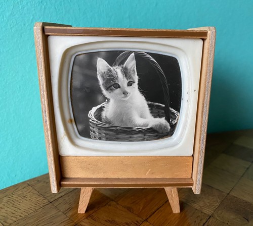 Altmann gatto anni casa - tv,