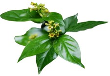 Capsule Gurmar (gymnema