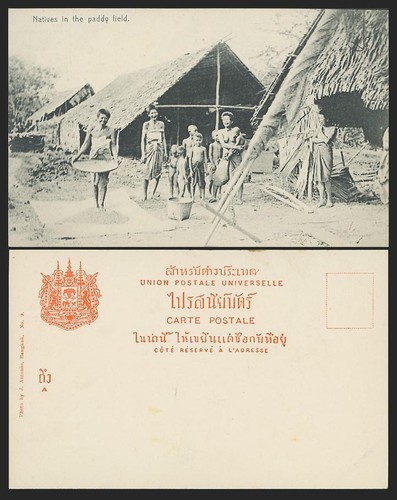 Siam thai siamese - thai, natives