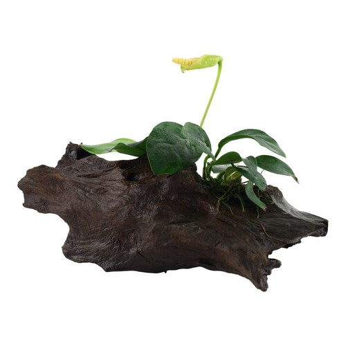 Piante acquario anubias - piante,