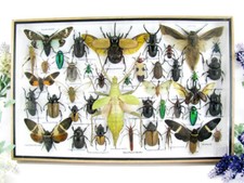 Bellissimi insetti imbalsamati