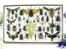 Bellissimi insetti imbalsamati