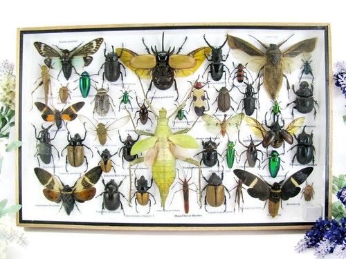 Bellissimi insetti imbalsamati