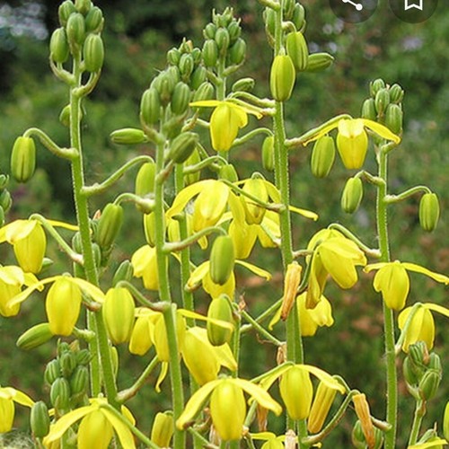 Semi albuca concordiana - semi,