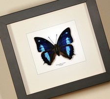 Real framed butterfly