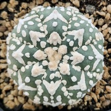 Astrophytum asterias V-TYPE
