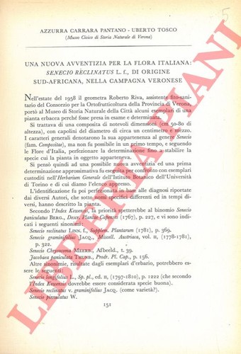 Carrara pantano tosco u - -,
