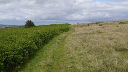 Photo 6x4 bracken stapeley - photo,