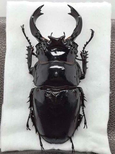 Mesotopus tarandus mm - mesotopus, 86-7