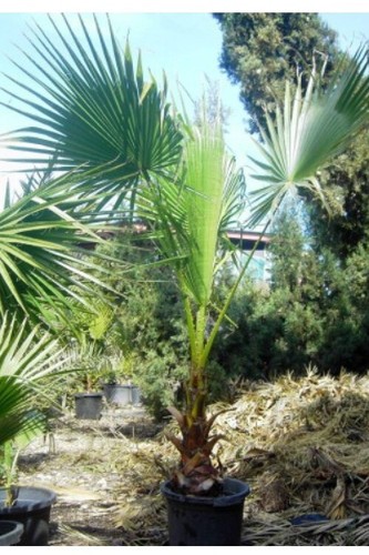 100 semillas washingtonia - 100, de