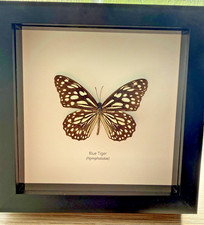 Blue Tiger Butterfly, Framed Taxidermy Beautiful Gift. FREE P&P