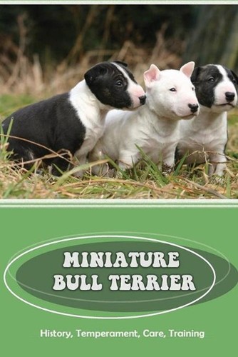 Miniature bull terrier - miniature,