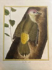 Ornitologia; Picchio: Francois Nicholas Martinet “Le Pic Verd” 1770 circa